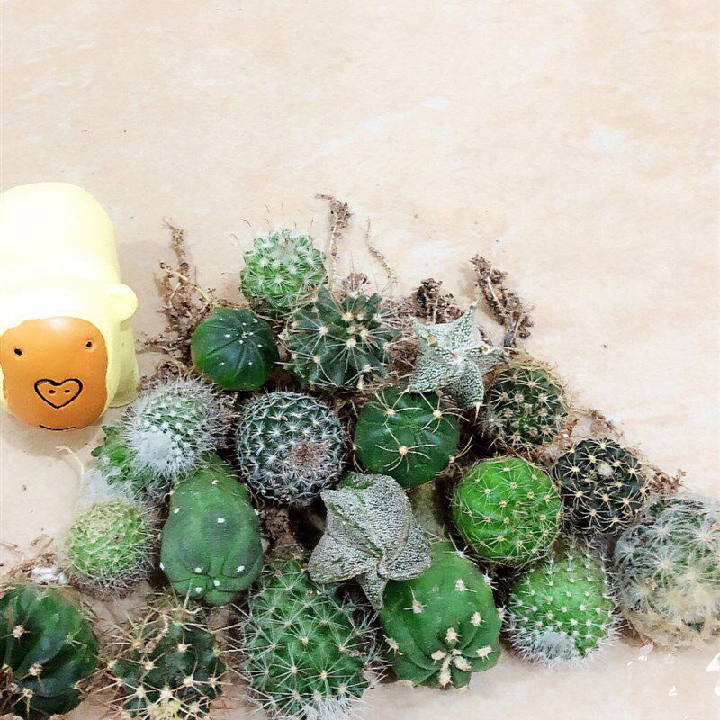 速发多肉植物仙人掌仙人球肉肉组合盆栽办公室内花卉好养桌面小绿