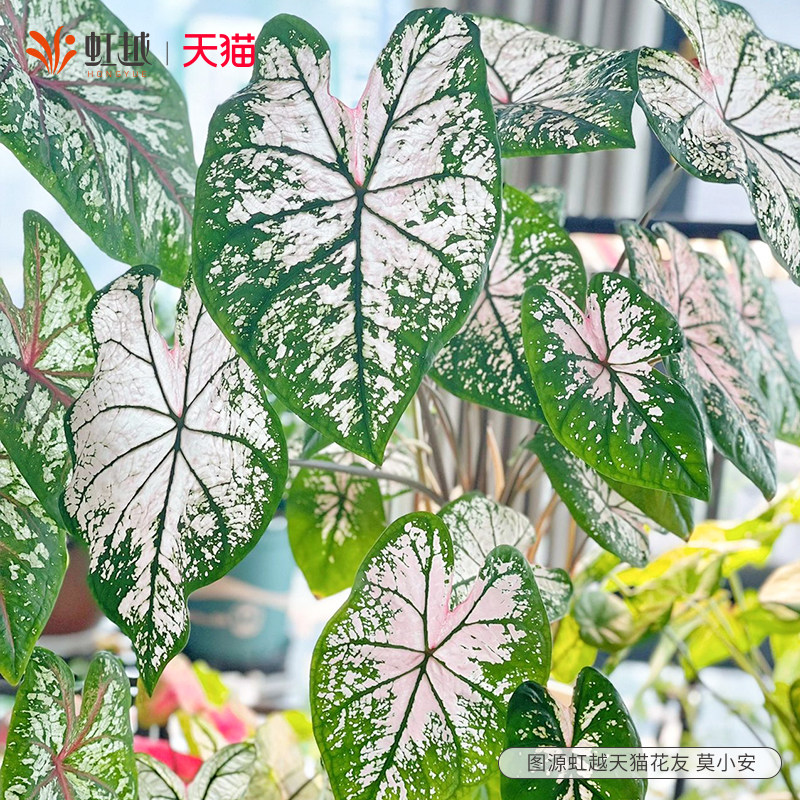 速发粉色飞溅苗叶芋盆栽彩绿色恋人室内桌面观叶白植物台客厅风
