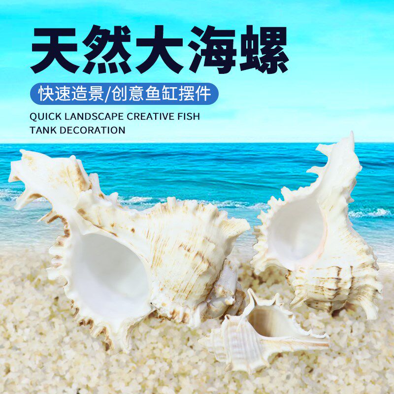 速发海螺壳贝换星工艺品鱼缸装饰摆件寄居蟹海壳水族箱造景千手螺