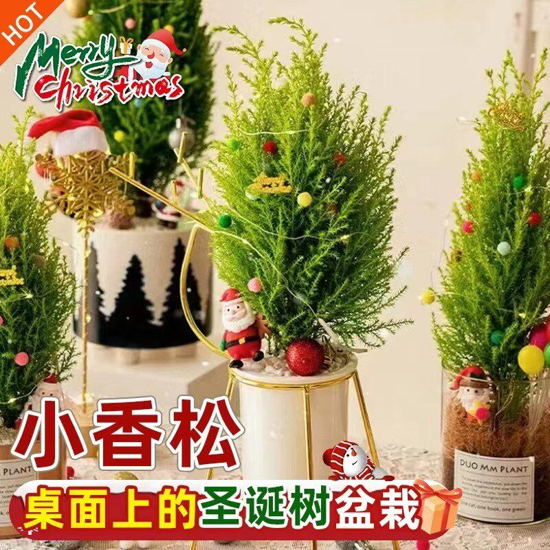 速发【放轻松】小办松柏盆栽客厅香公室内桌面绿植圣诞摆物小植件
