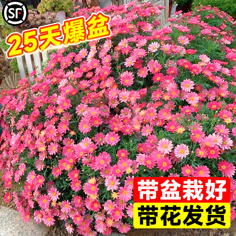 速发丽格玛特盆栽带花苗菊花色蓝卉室内外台绿植物四季耐寒耐冻好