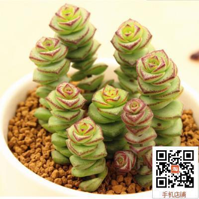 现货速发钱串多肉植物老桩钱串子彩色多肉盆栽组合办公室肉肉绿植
