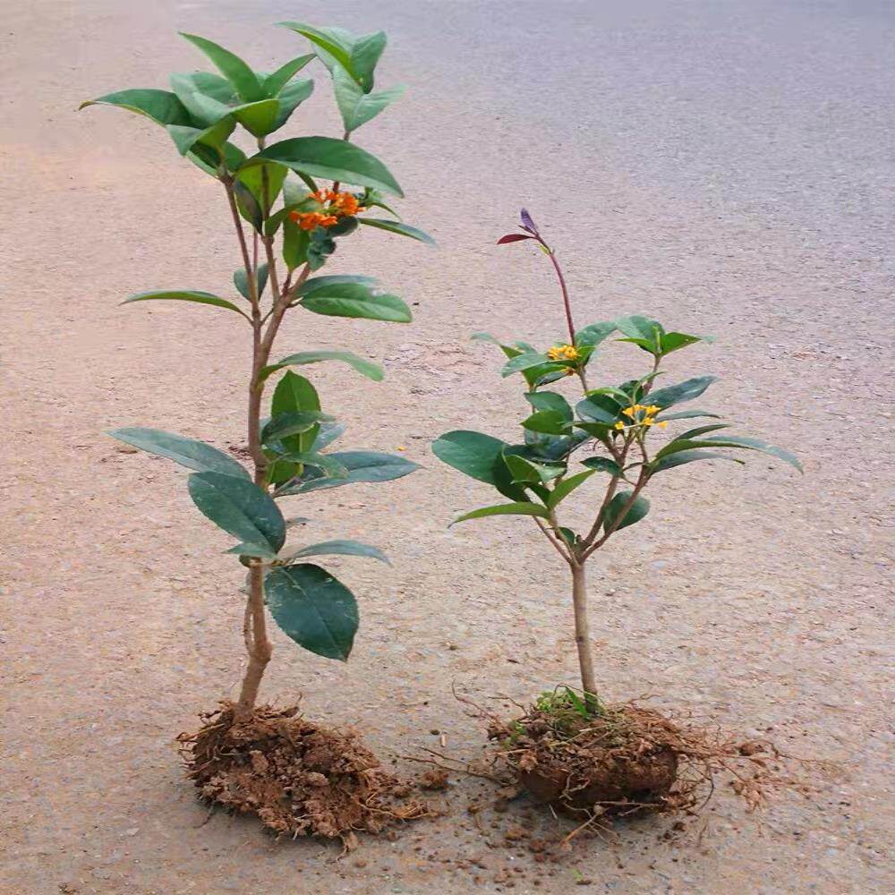 速发原生月月桂实金丹桂八小地天香台季庭院浓香桂花四阁开花盆栽