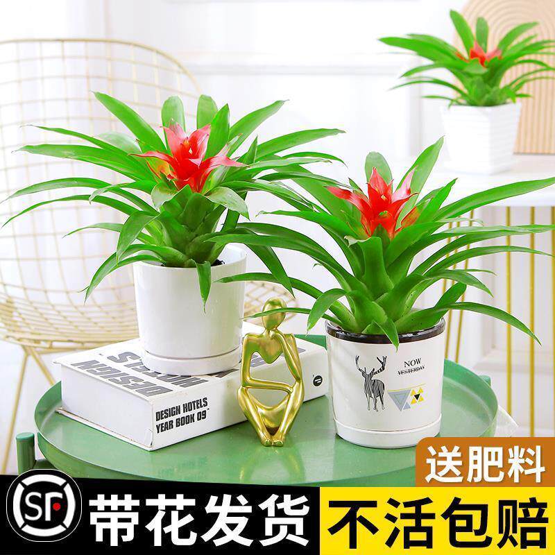 速发鸿运当头盆栽带花室花水培植物季四开内好养客厅摆放绿植花卉