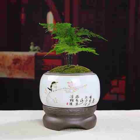 速发花盆植瓷大号清仓创意懒人盆自动吸水家用绿兰文竹萝花陶物盆