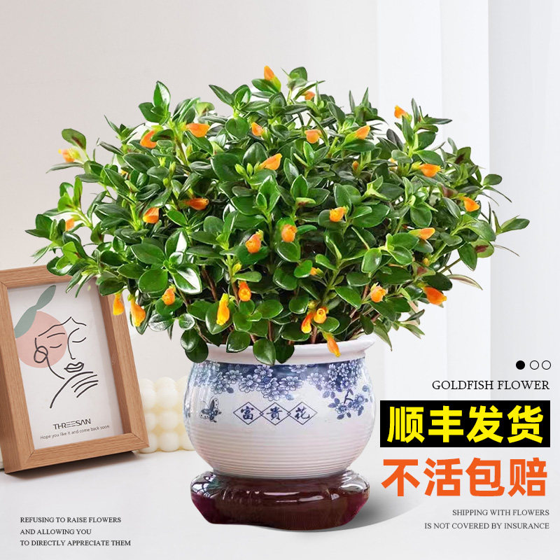 速发吊兰盆栽观季观花植物花内室客厅四花植物豆瓣绿四季常青