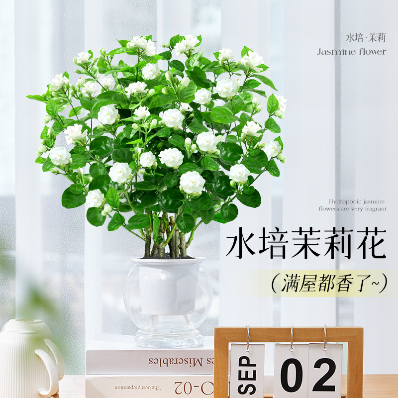 速发水培茉莉花盆栽横州带莉四季桩花老开花苗室内绿植花卉茉花苞