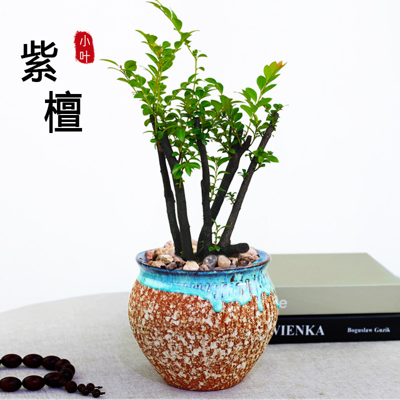 速发小植紫檀盆桩老景树桩室内名贵盆栽四季好养叶物办公室观赏植