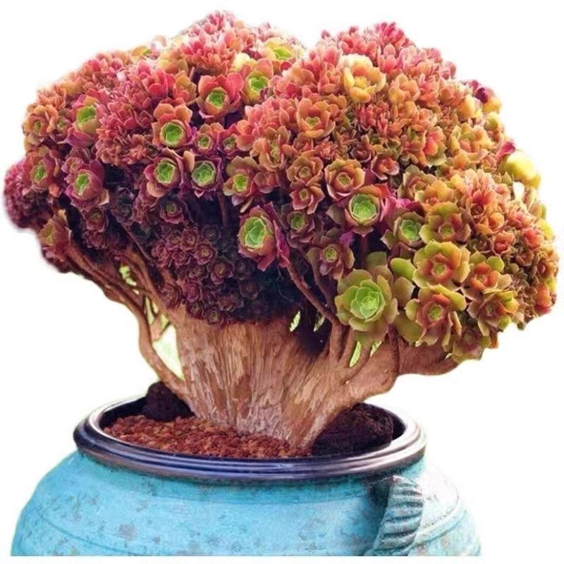 速发缀柠檬韶羞玫瑰缀多肉植老圣节法师缀化物桩盆花园艺栽卉室内
