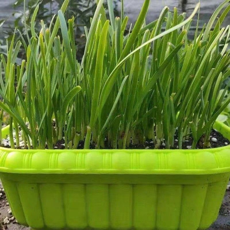 速发大韭菜根种根食用颗带根九菜花内外蔬菜可食用盆栽室新苗紫根