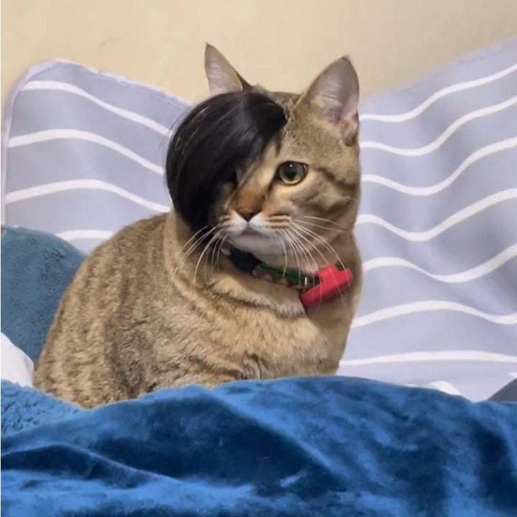猫咪爆炸头假发蓬松凌乱感头饰