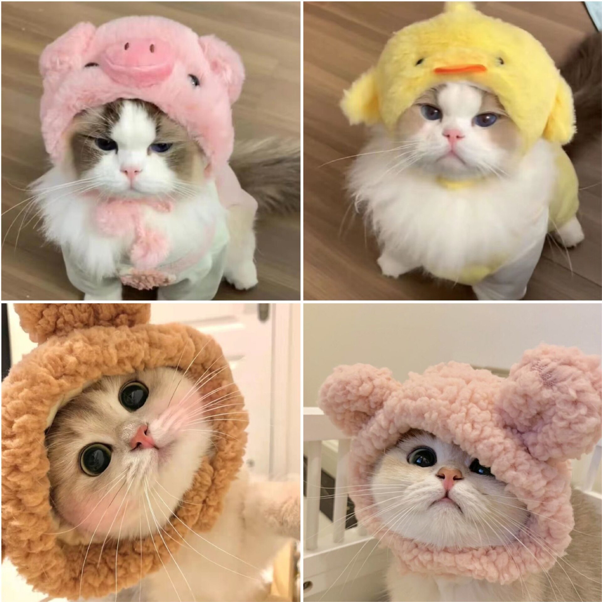 猫狗宠物ins风变装帽子