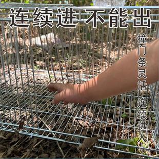 自动收鸡网家用只进不出活络撞门信鸽新款抓鸡野外自动捕捉鸡神器