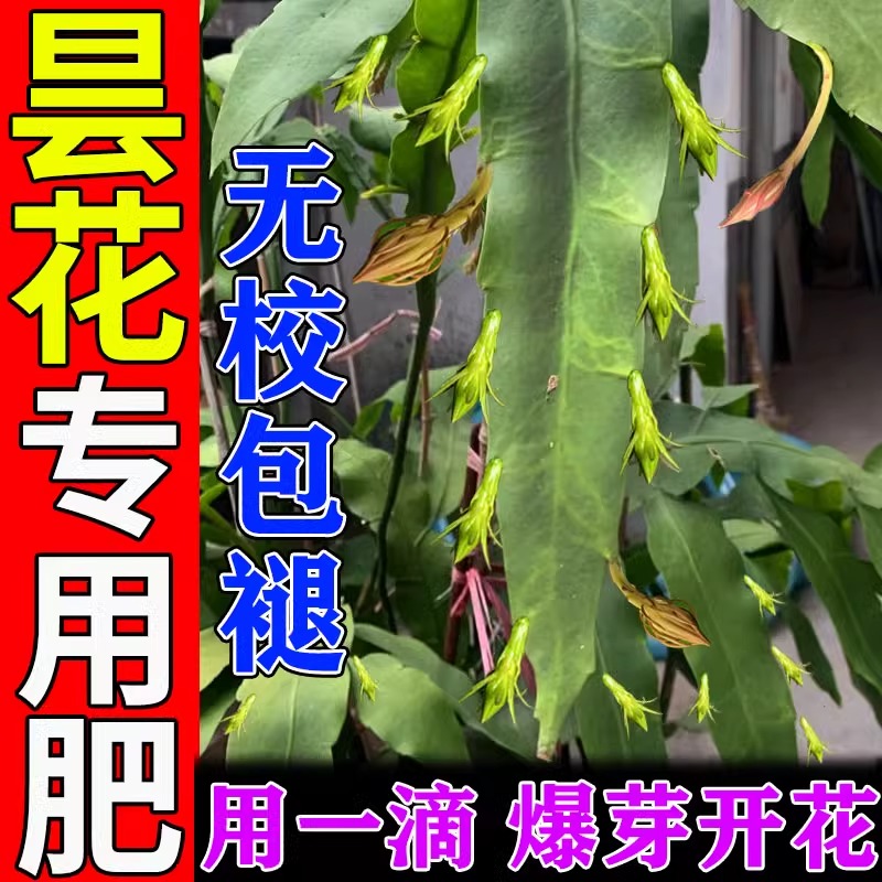 昙花专用肥料一滴活不会死