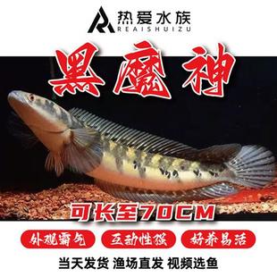 黑魔神雷龙中大型猛鱼热带观赏鱼霸气好养凶猛招财龙鱼