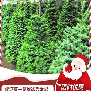 极速真正绿植云杉圣诞节盆栽圣诞树活的真树真的挪威X正的松树圣