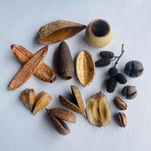 极速南美缸原生缸造景装饰天然落叶果实果壳底床修饰缸Z造景天然