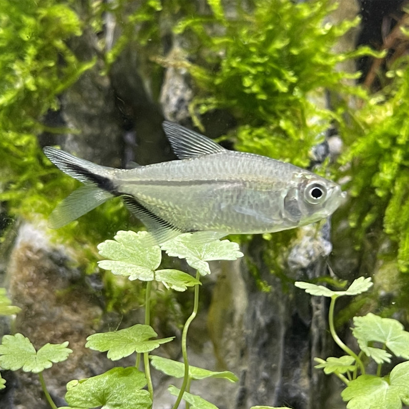 极速黑尾大勾群游鱼草缸热带观赏鱼淡水黑尾扯P旗灯科鱼红鼻剪刀,宠物/宠物食品及用品,鱼,淘宝优惠券,粉丝福利购,淘宝优惠卷
