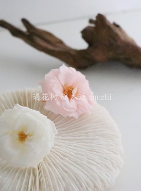 极速日本大地f农园玛丽安蔷薇玫瑰02412进口永生花白色莫兰迪色干