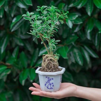 极速开花小盆栽h树桩造型金边提根六月雪盆景悬崖微型办公桌面室