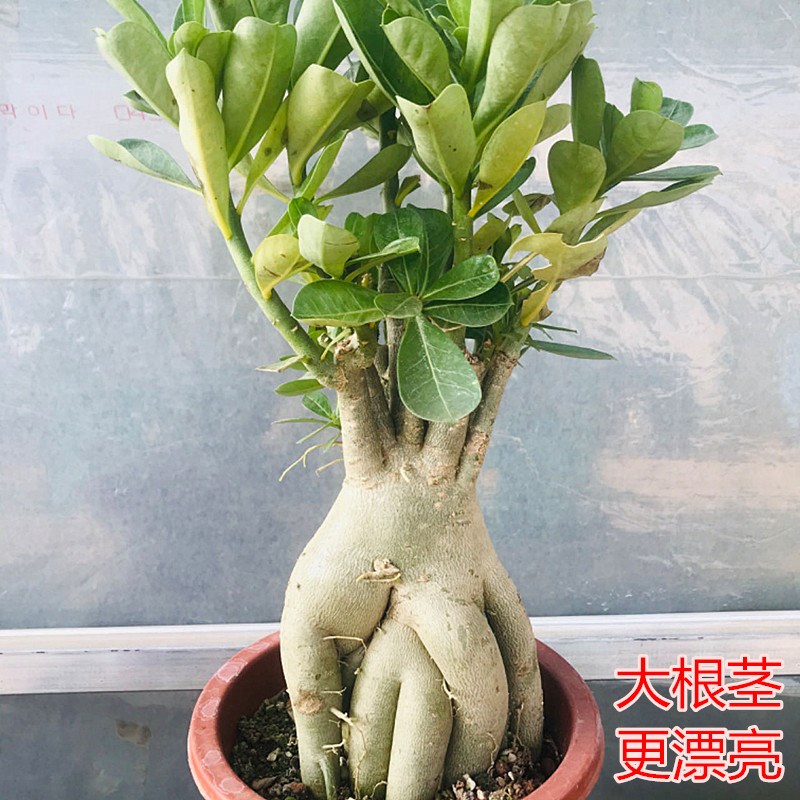 极速沙漠玫瑰盆栽花苗四季v花卉绿植老桩盆景室内阳台多肉植物原