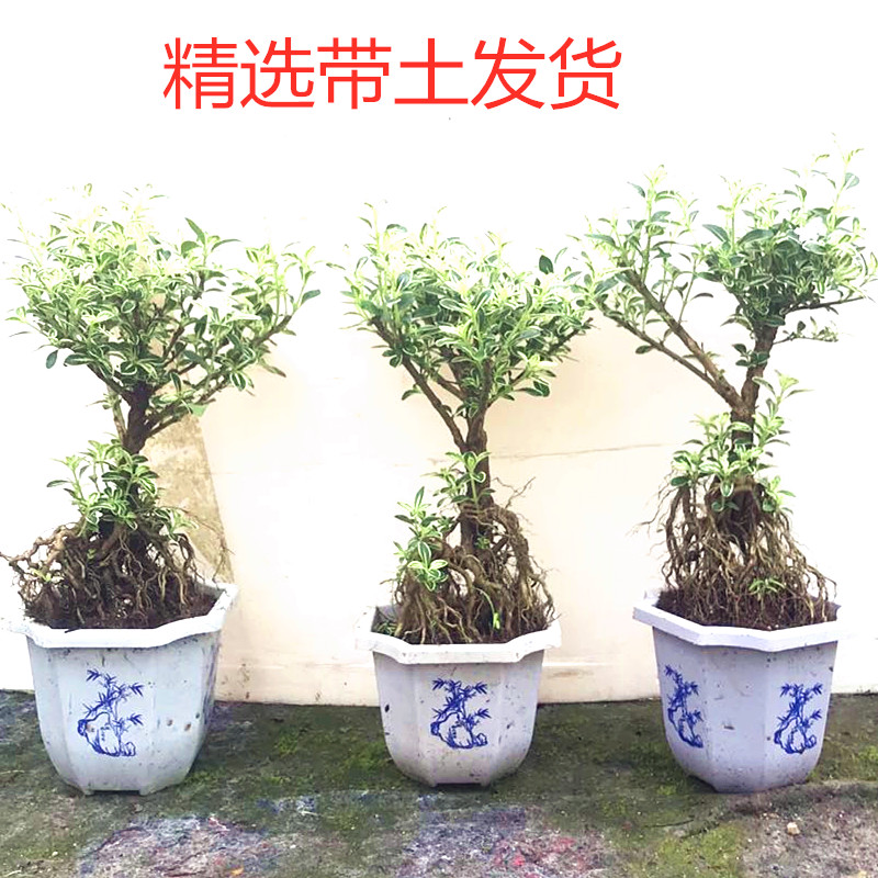 极速六月雪金边提根造型树桩盆景办公桌面K小盆栽客厅阳台绿植花