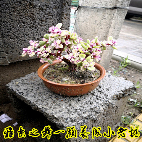 极速金枝玉叶 h雅乐之舞玉树多肉花造型绿植盆景多肉植物盆栽包邮