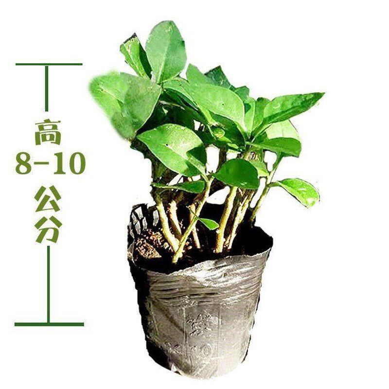 极速三七种植g苗藤三七苗盆栽带土爬藤绿植可食用观赏盆景桌面水
