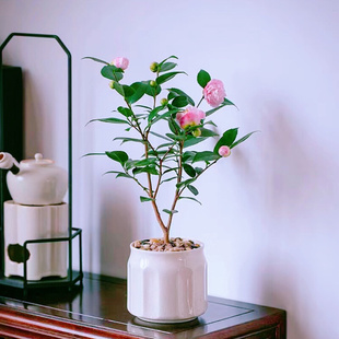 茶花香妃四季 简单好养净化空气美观 包邮 茶红茶花木本花卉北京发货