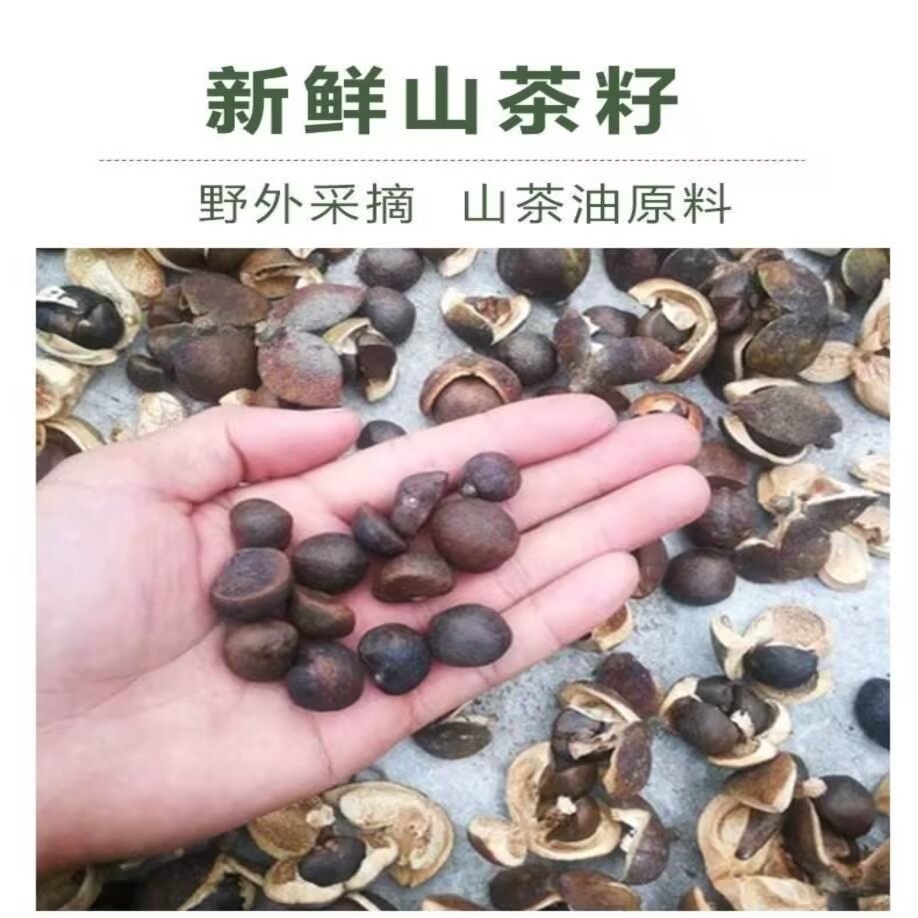 云南油茶籽榨油原料山茶籽去壳茶果
