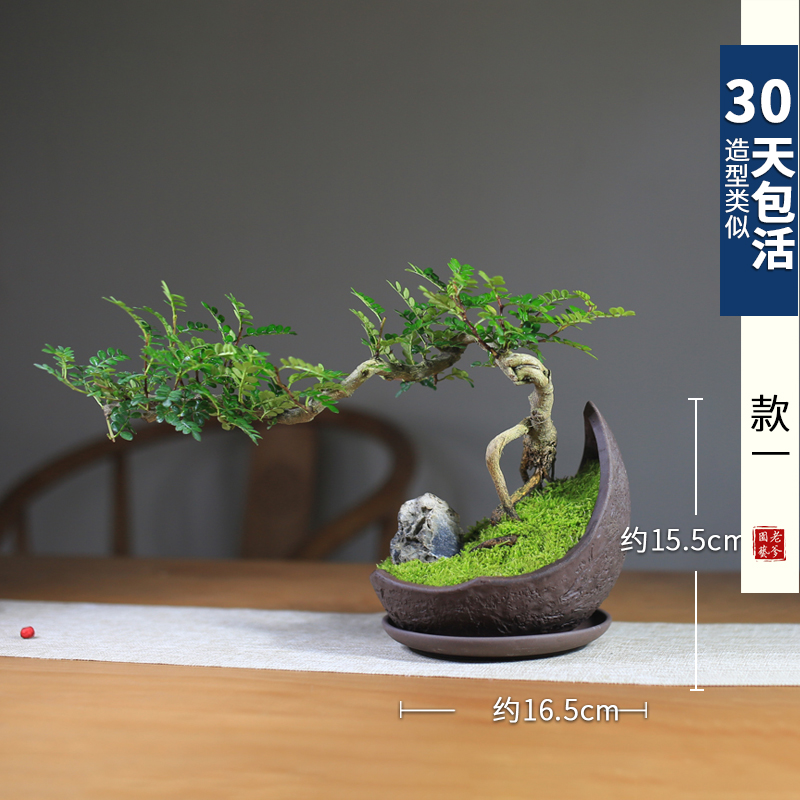 极速清香木胡椒木老桩户s外庭院真盆景室内盆栽植物摆件造景办公