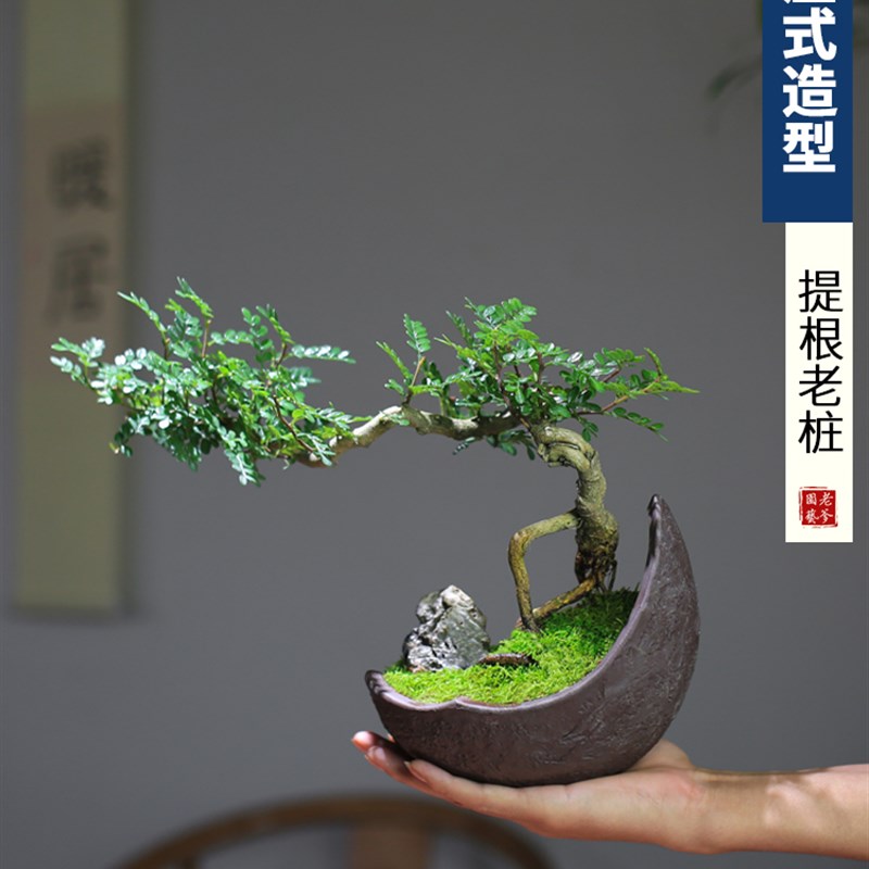 极速清香木胡椒木老桩户外v庭院真盆景室内盆栽植物摆件造景办公