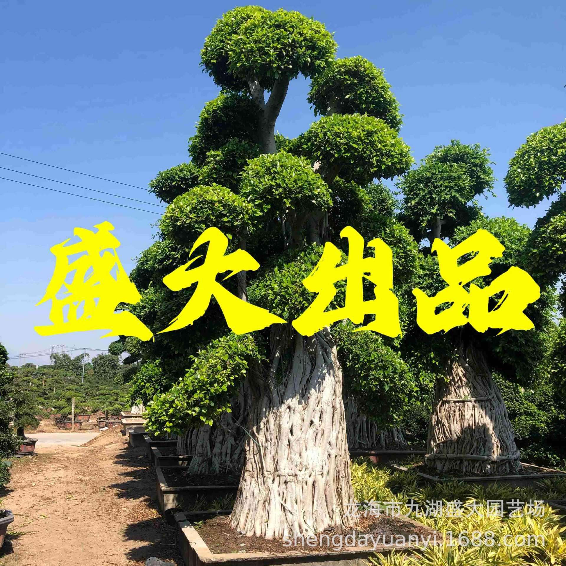 广西造型小叶榕桩景报价小叶榕树桩小叶榕桩头价格榕树盆景