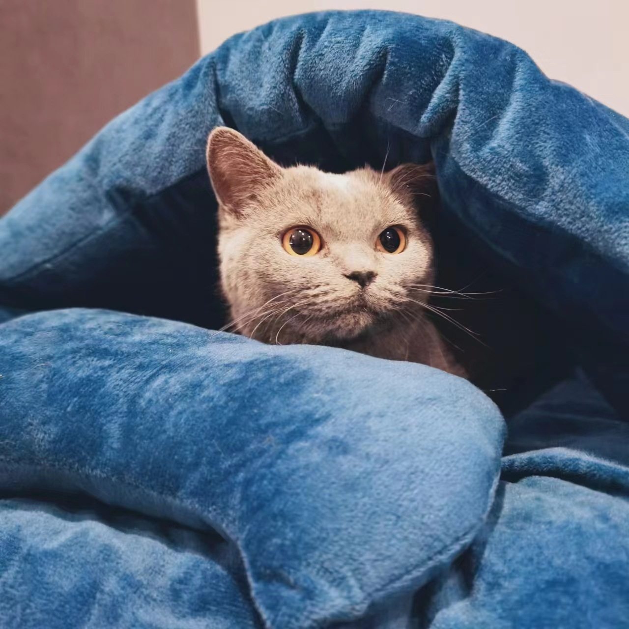 宠物用品冬季保暖日式猫睡袋可拆洗保暖半封闭被窝狗窝四季通用,宠物/宠物食品及用品,猫笼子/猫别墅,淘宝优惠券,粉丝福利购,淘宝优惠卷