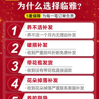 极速腊梅鲜切花干枝玉兰花u水养花期超长的鲜花卉水培植物花束客