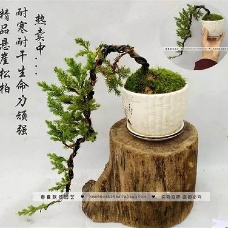 极速地柏盆景 迎客松树地柏悬崖式盆景 办公桌Q阳台窗台造型盆景