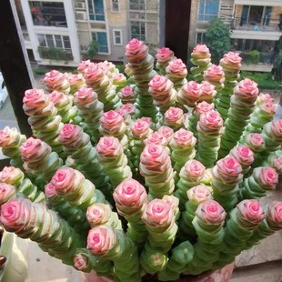 极速彩色a钱串多肉大盆多肉植物钱串子多头群生罕见肉肉室内花盆