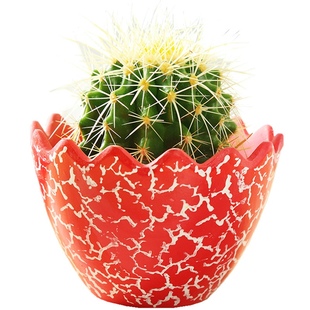 极速室内花卉金虎仙人球多肉植物盆栽仙人掌办公室防Y辐射绿植物