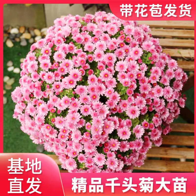极速球菊花盆栽珠玉之卵花苗九月菊花类