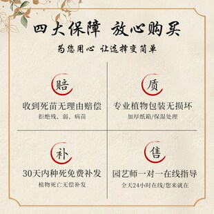 极速墨兰兰花盆栽带花苞大花企黑A四季名贵精品兰花苗蝴蝶兰花卉