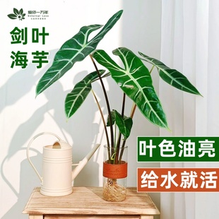 极速银脉剑叶海芋水培植物竹芋盆栽白犀I牛海芋绿植四季常青好养