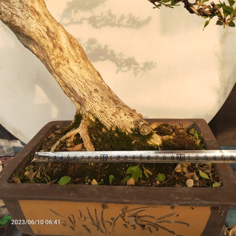 瓜子黄杨盆景老桩江苏小叶白v皮四季常青阳台庭院茶几耐寒喜阳绿