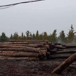 家装建材木质材料榉木木材水曲柳方木榉木方木