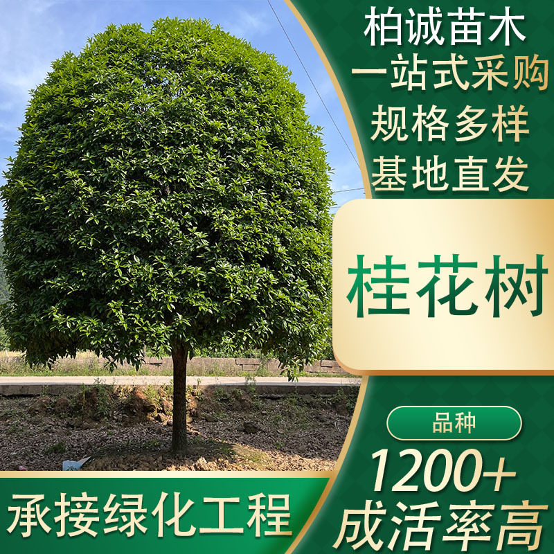 绿化采购四季桂桂花树苗
