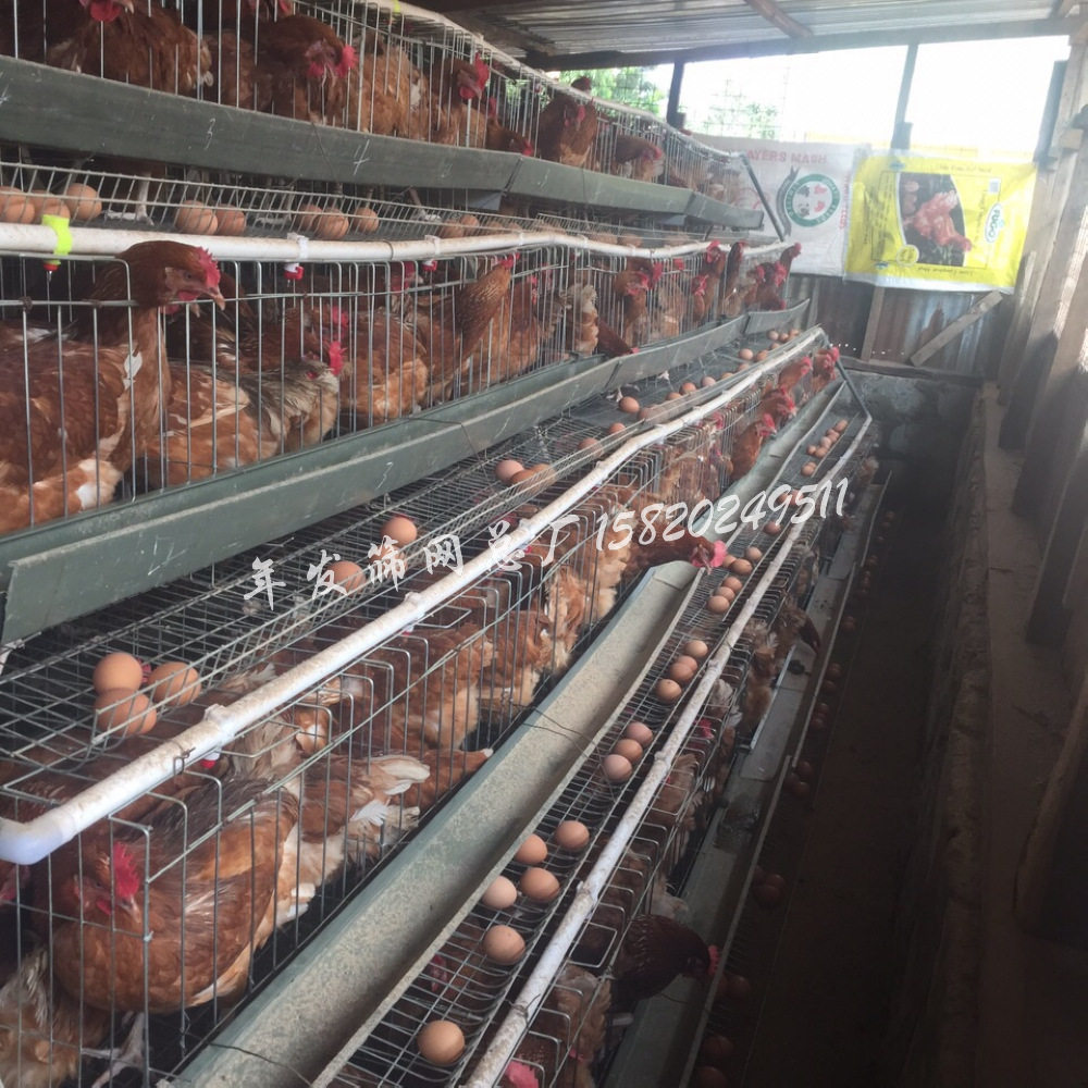 厂家供应镀锌养鸡滚蛋笼 金属铁丝网饲养蛋鸡笼具大量出口质量