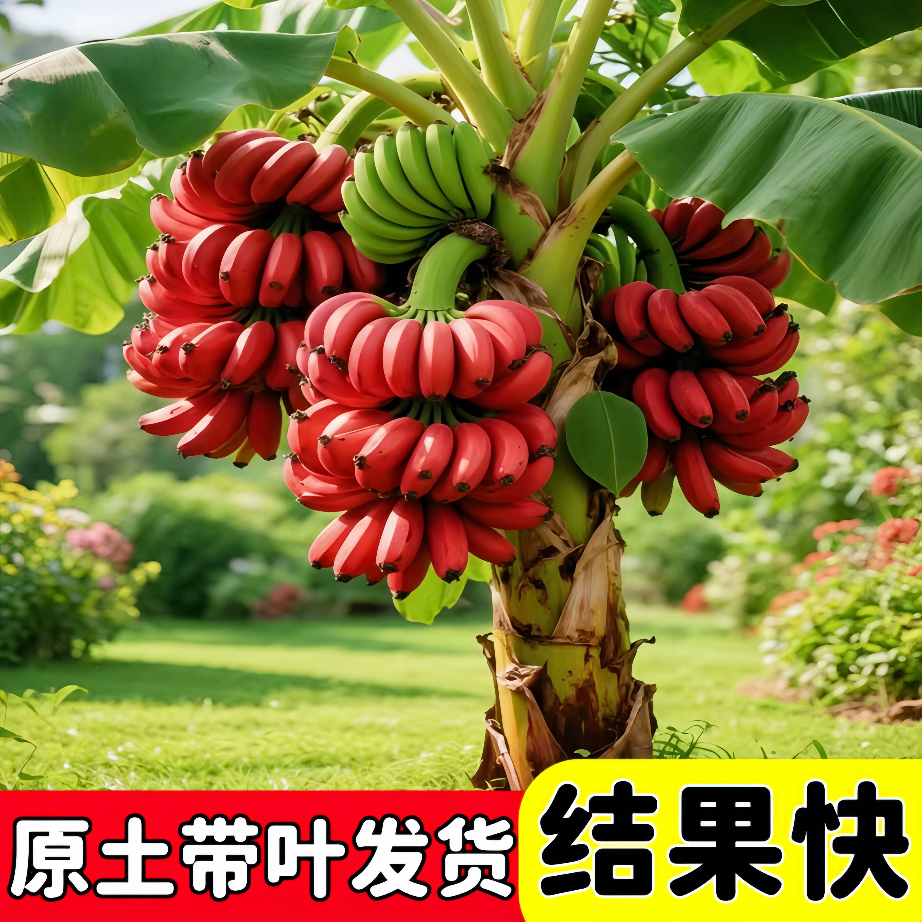 正宗红美人香蕉红香蕉红皮香蕉苗水果种子/种苗
