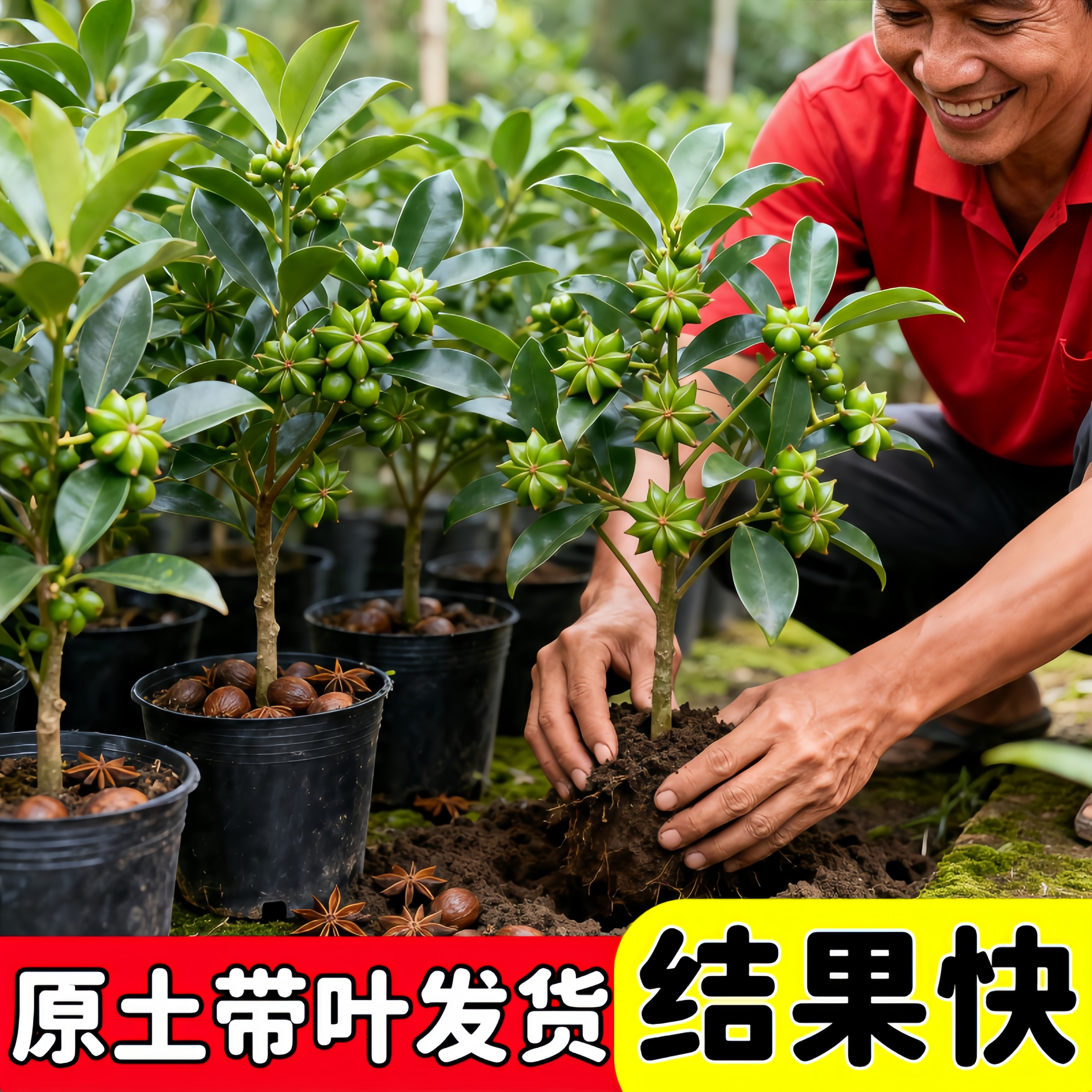 矮化八角树苗无刺盆栽地栽风水招财南北耐寒庭院四季好养正品爆款