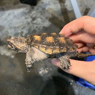 极速北美小鳄龟苗活物宠r物龟观赏龟杂佛食肉龟水龟外塘凶猛小乌