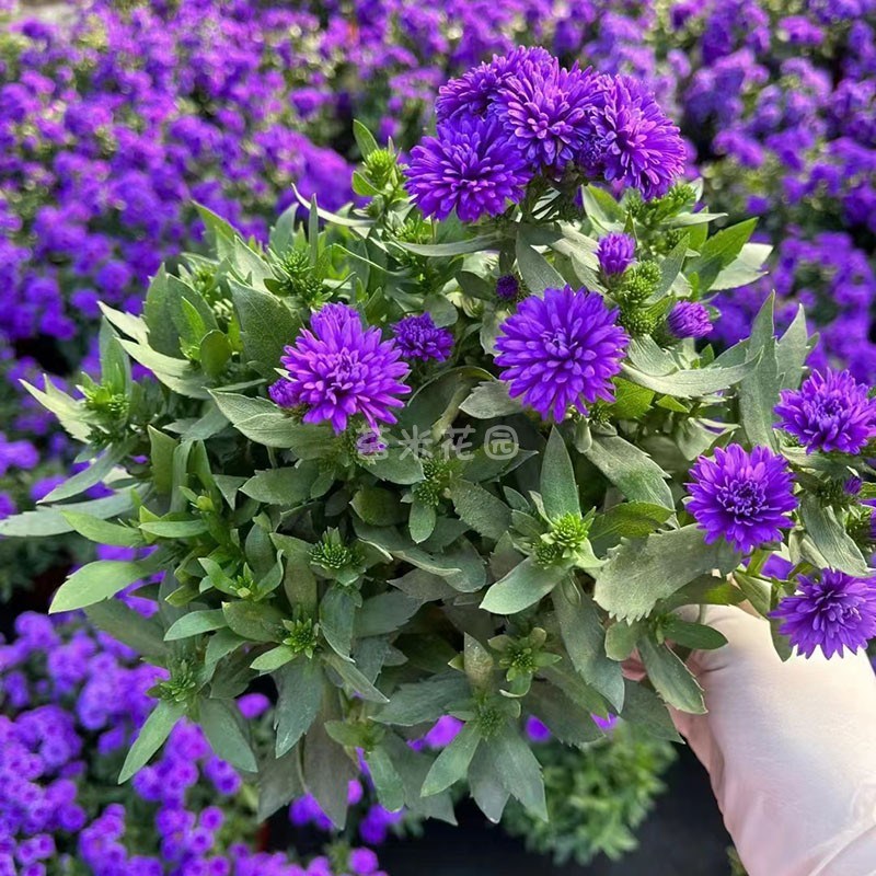 矮生重瓣菊小卡罗紫菀盆栽翠菊球菊千头菊甜心花国庆菊