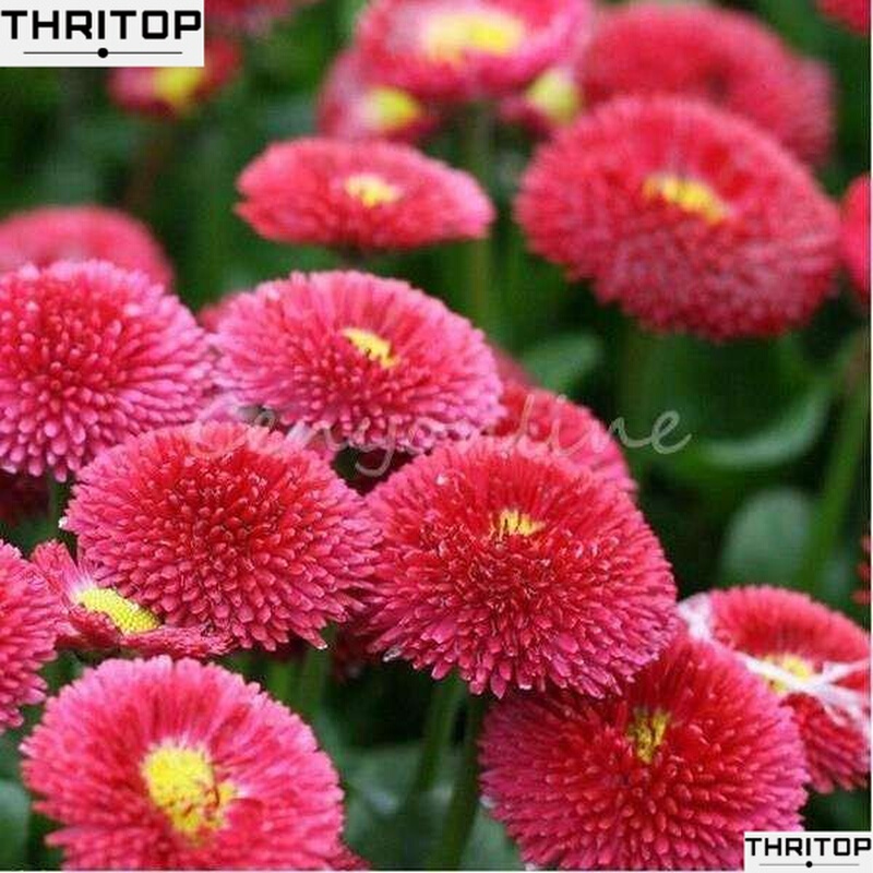 new Easy To Grow 20pcot Seeds Mixed English Daisy Corsan Be